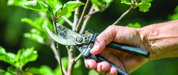Pruning_iStock820x345