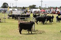 Cattle event (2) - showground