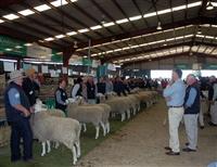 sheep