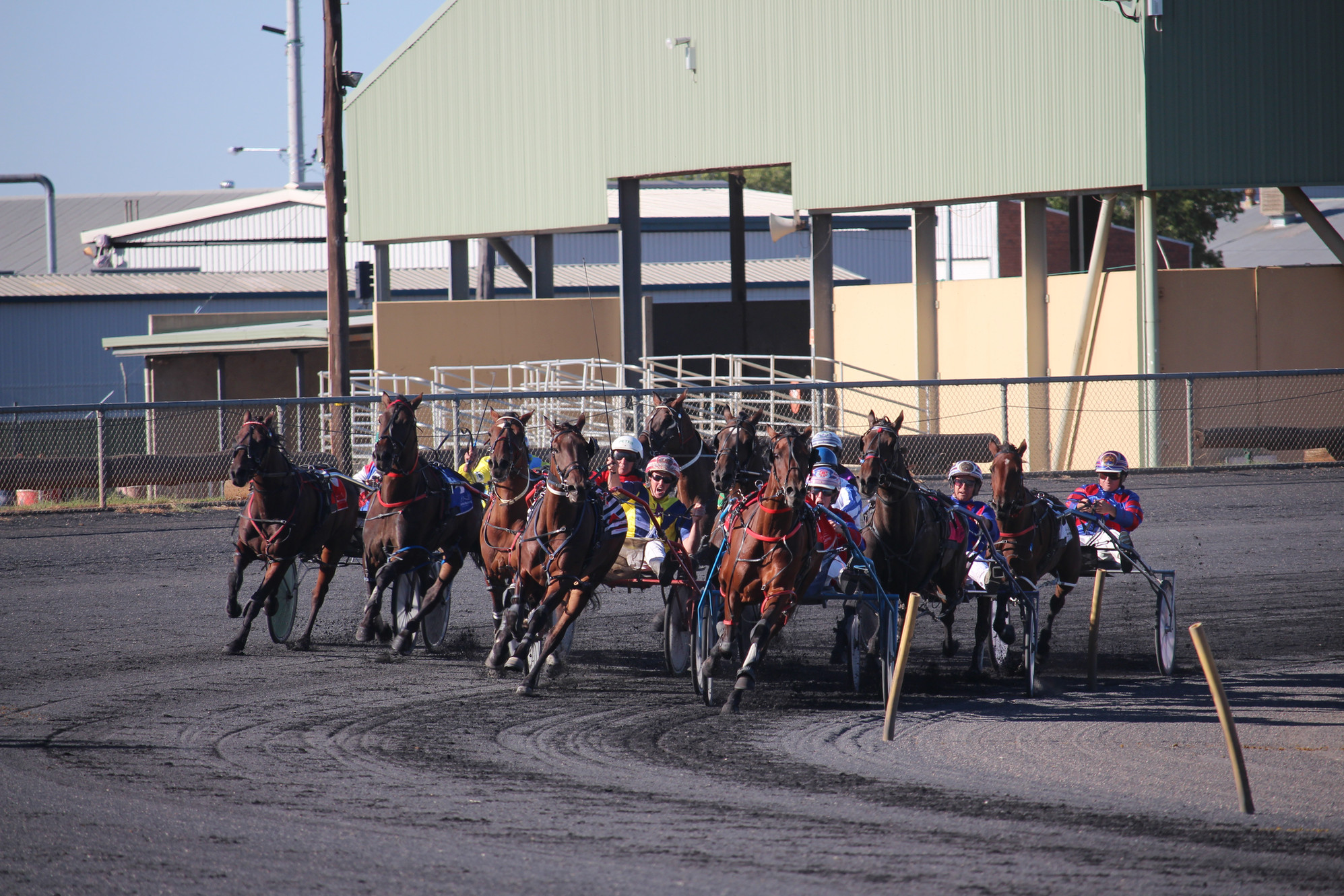 DSG - Harness Racing 1