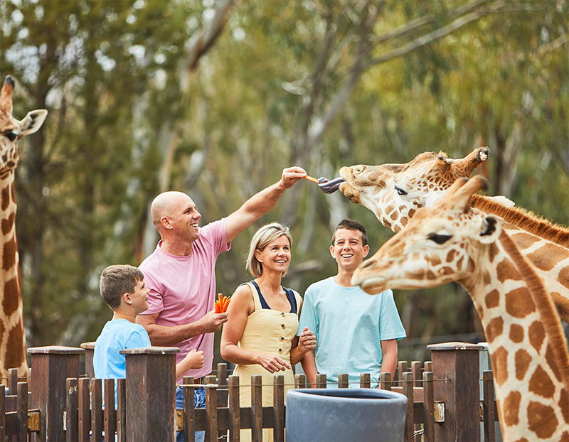Image of People Feeding Giraffes at Taronga Western Plains Zoo