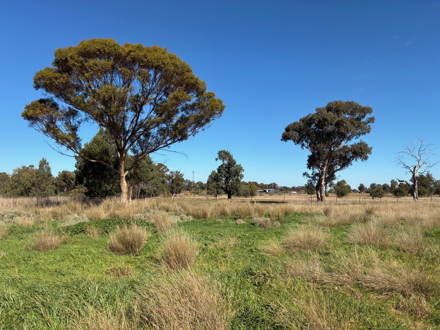 10L Mogriguy Road - Trees