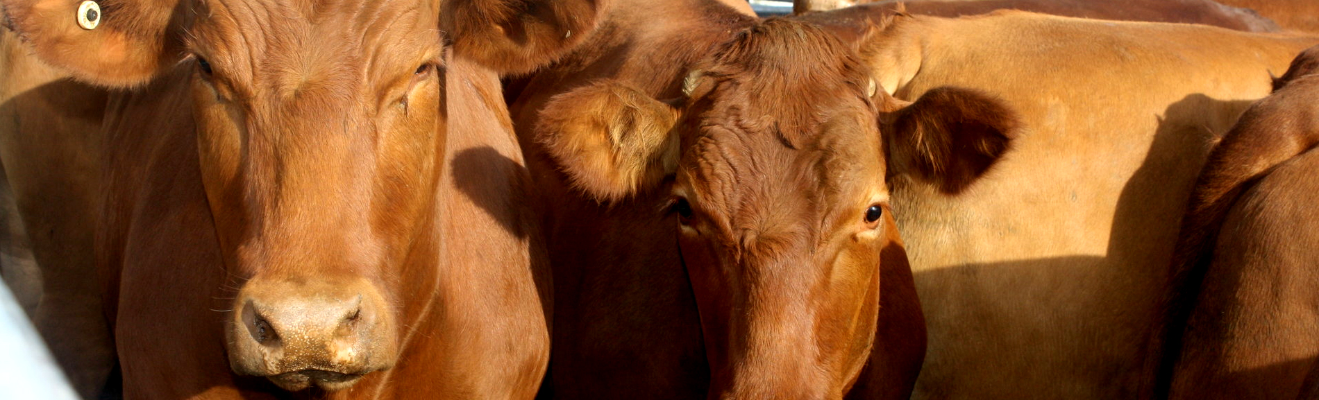 The Dubbo Regional Livestock Markets is the largest saleyards facility in the nation in terms of combined sheep and cattle. Operating for more than 70 years the Dubbo Regional Livestock Markets is the best way to buy and sell your stock.